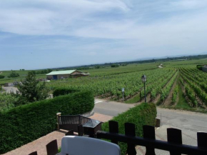Gite le vignoble 2 pers coté vignes